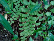 广西原生稀有蕨类半月形，铁线蕨绿色植物盆栽水陆，缸生态缸造景