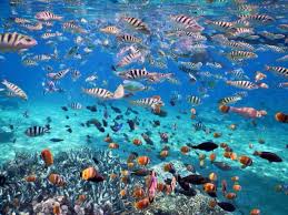 Stay in Bali Blue Dream Local Clippers Tickets 3:00 Package Mangroves Roundabout Banana Boat Harbor Walkin the Holiday Line/Visas send off/Travel services , Play at destination, Overseas Play Packages category - from Buy2taobao.com to provide professional Taobao agent buy service