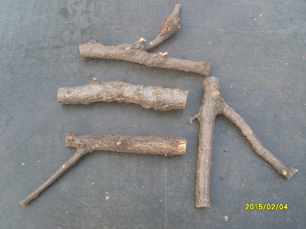 Beetle A shovel Oak Climbing Branch Landscaping appliances Lizard climbing Sure size machiningin the Pet/Pet food and supplies , Reptile/Insects and supplies Ming , Reptile/Insect appliances Ming category - from Buy2taobao.com to provide professional Taobao agent buy service