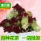 上下架计划:康乃馨花茶 特级纯天然 康乃馨干花 花草茶叶 500克 g 散装批发