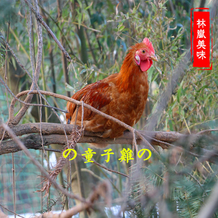 未打鳴的童子雞土雞小公雞月子雞 林間散養公雞裝順豐包郵在類目 水產肉類/新鮮蔬果/熟食, 生肉/肉製品, 雞肉類, 整雞中 - 來自Buy2taobao.com提供專業的淘寶代購服務