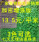 上下架计划:加密版 厂家直销人造草坪 人工草皮仿真塑料假草坪阳台幼儿园专用