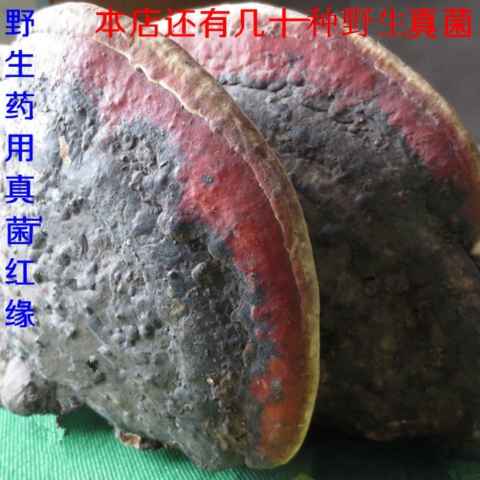 Northeast wild Mushroom Red edge Sessile lucidum Whole tree Ganoderma lucidum Flat-cover edible fungiin the Traditional nourishing food , Ganoderma , Pruning Ganoderma category - from Buy2taobao.com to provide professional Taobao agent buy service