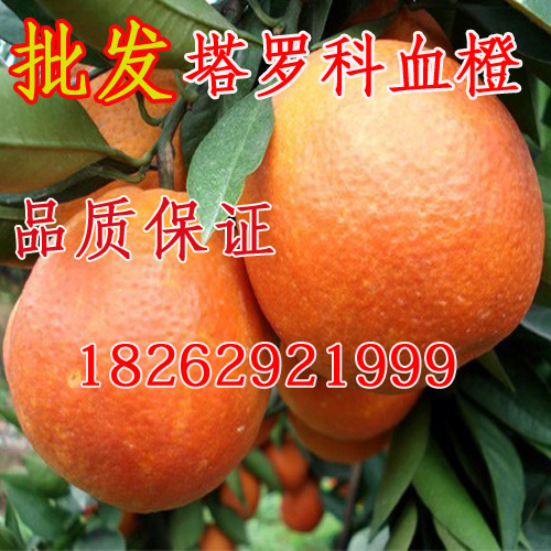 果树苗批发脐橙苗 塔罗科血橙树苗 塔罗科血橙苗当年结果树苗在类目 鲜花速递/花卉仿真/绿植园艺, 庭院植物/行道树木/果树中 - 来自Buy2taobao.com提供专业的淘宝代购服务