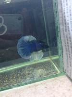 半月斗鱼公鱼-赏淡水鱼活体宠物公鱼泰国斗鱼