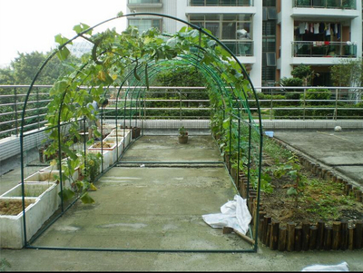 植物爬藤架温室大棚架攀藤架爬藤架植物攀爬园艺支架植物攀藤架在类目 鲜花速递/花卉仿真/绿植园艺, 园艺用品, 其它园艺用品中 - 来自Buy2taobao.com提供专业的淘宝代购服务