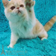 宠物猫咪活体 视频挑选小加菲猫折耳猫英短猫蓝猫波斯猫幼猫活体p