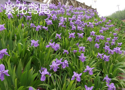 水生花卉蓝花紫花鸢尾西伯利亚鸢尾蝴蝶兰苗池塘边绿化造景