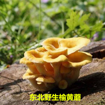 东北野生榆黄蘑金顶蘑 干货玉黄蘑黄金菇干蘑菇野生菌山货250g