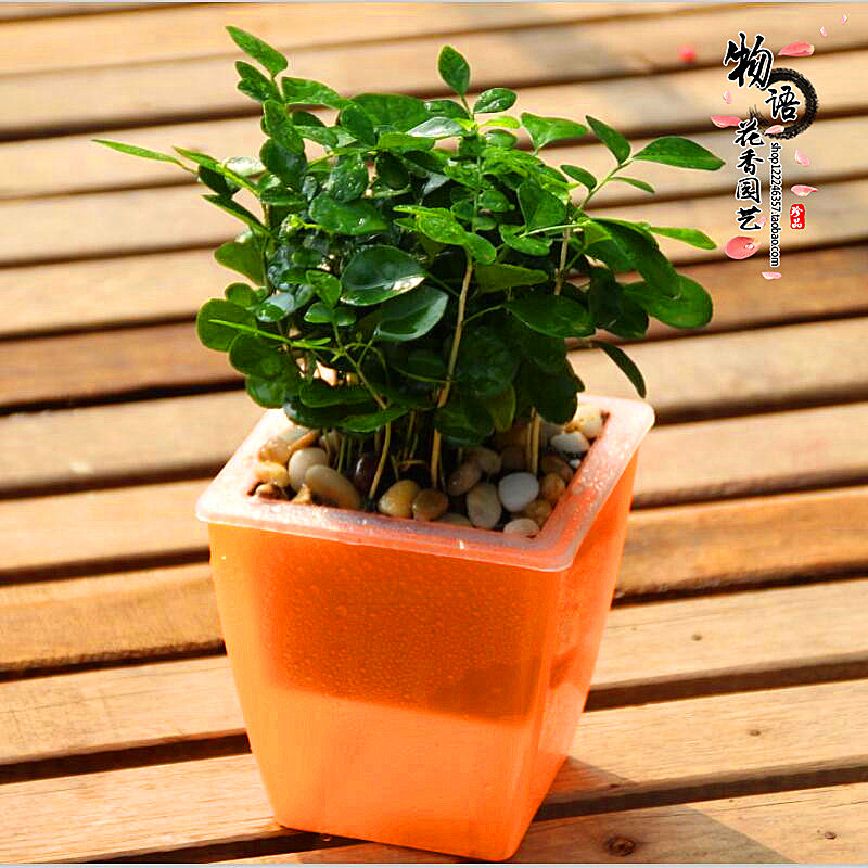 北京如意皇后高档花卉办公室内净化空气吸甲醛