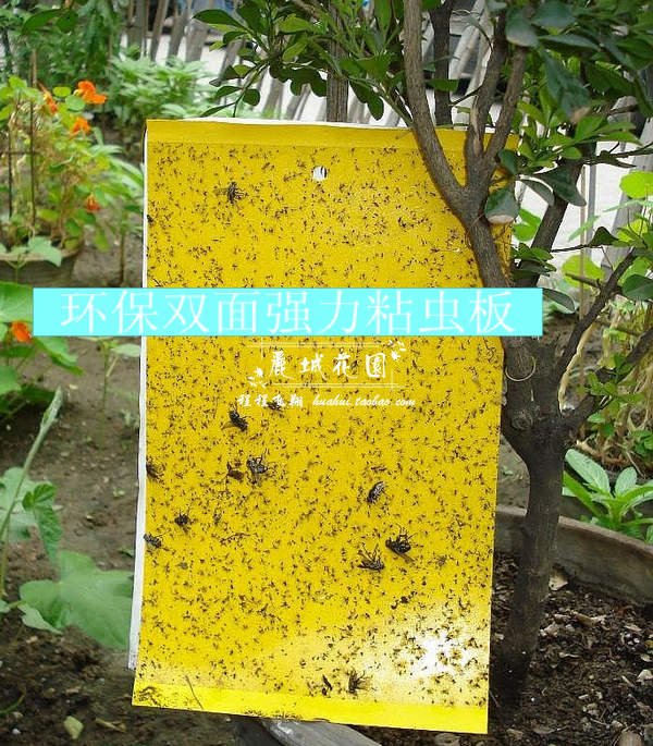 【粘虫板】5张△黄板诱虫板 双面强力粘黑色小飞虫 90g在类目 鲜花速递/花卉仿真/绿植园艺, 园艺用品, 其它园艺用品中 - 来自Buy2taobao.com提供专业的淘宝代购服务