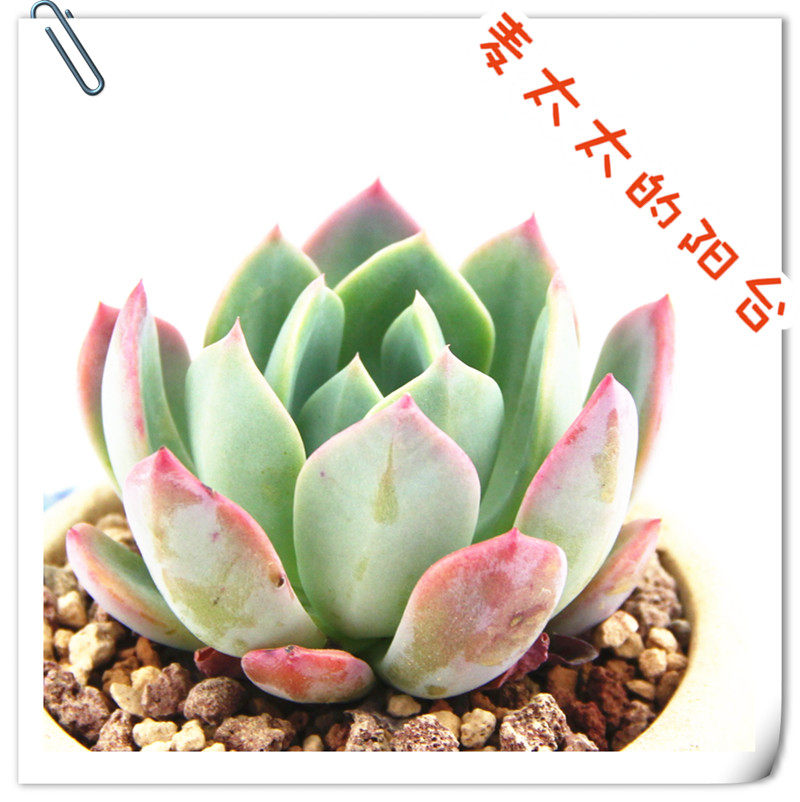 【麦太太多肉植物】蜜桃 祈福神 粉红色的回忆 颜色超好叶片紧凑