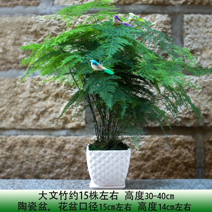 【天天特价】文竹小盆栽 绿色植物 云片松刺天冬净化空气带盆盆景