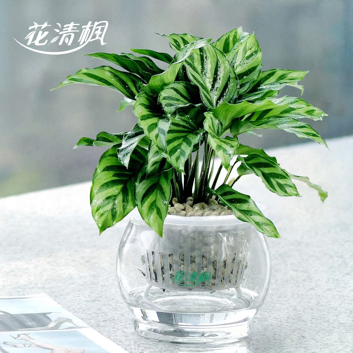 如水孔雀竹芋盆栽 办公室内水培植物整套花卉创意绿植 净化空气