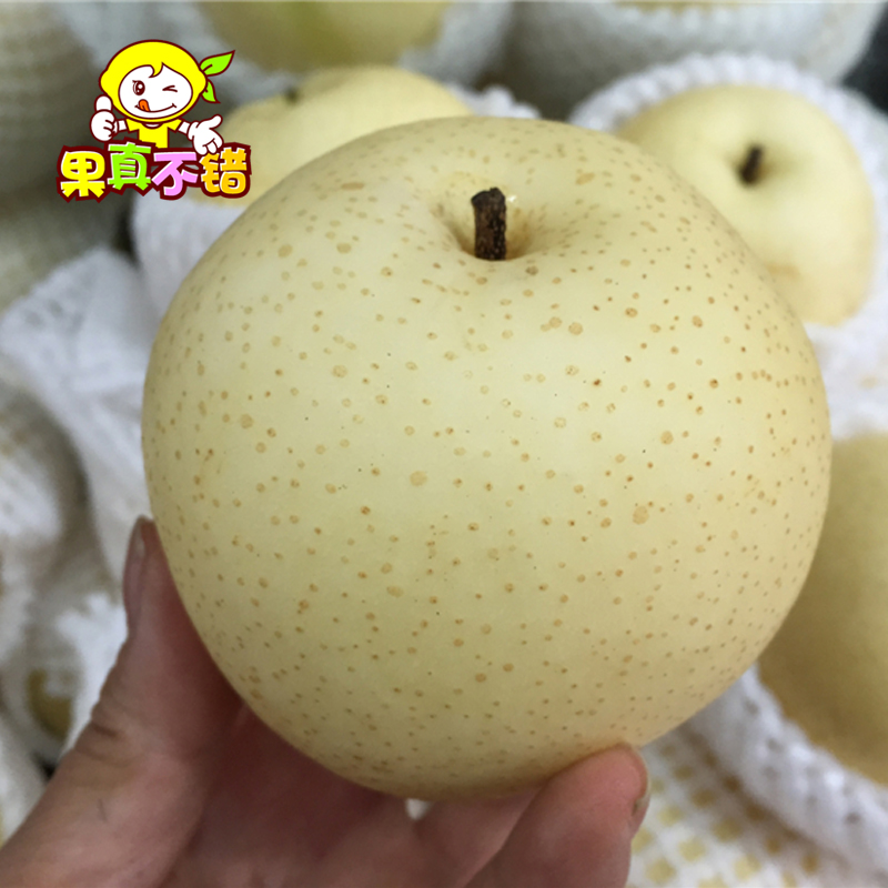 高纯羊角酥甜瓜种子 羊角蜜 牛角蜜 糖度高 汁多