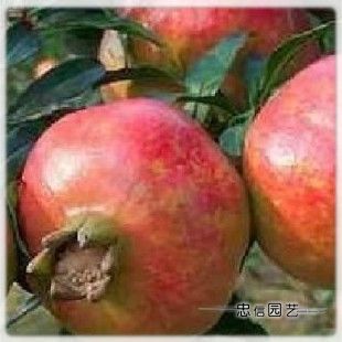 果树苗 石榴树苗【大果黑籽甜石榴】籽粒特大,口感上佳|ruв категории доставка цветов/цветок моделирования/растения садоводства, двор растений/тротуар деревья/фруктовых деревьев - от Buy2taobao.com для оказания профессиональной услуги покупки агента Taobao