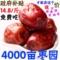 上下架计划:和田大枣骏枣新疆特产红枣煲汤饱满甜软无硫纯天然补血包装500克
