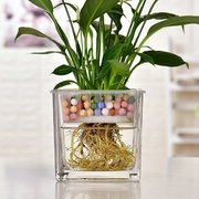 大号玻璃花盆水培容器透明创意，个性绿萝植物，多功能水养花瓶器皿