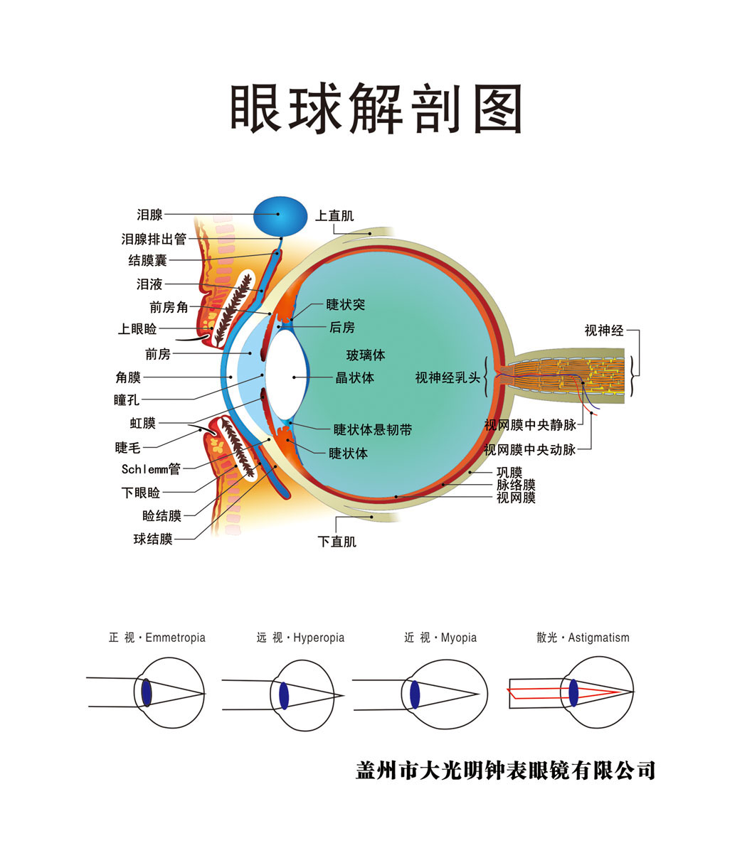 f28居家写字796眼睛视力保健眼球解剖图海报kt板宣传贴纸