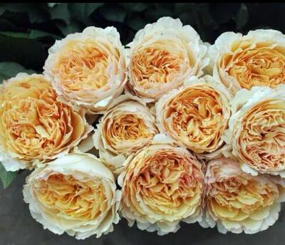 【竹山月季园】碧翠丝 月季花 小中苗