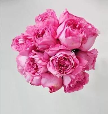 仙王座 月季花 抗病好（勤花，花大，花香）