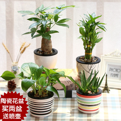 绿萝发财树芦荟富贵竹栀子花吊兰绿植盆栽办公室内水培植物盆景