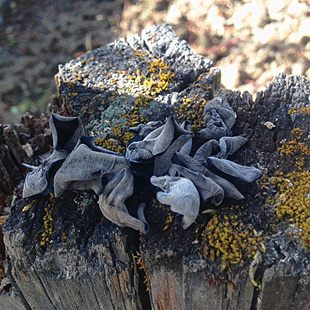 Tibet Straight hair Green Gang natural Black fungus Fungus Taste Thick 500gin the Agri rice/Dried foods/Condiment , Dried foods/Meat Dry , Dry/Native , Black fungus category - from Buy2taobao.com to provide professional Taobao agent buy service