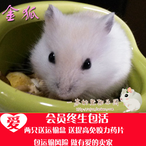 仓鼠金狐宝宝 拍2包邮 另有银狐奶茶三线紫仓鼠布丁金丝熊在类目 宠物/宠物食品及用品, 仓鼠类及其它小宠, 仓鼠中 - 来自Buy2taobao.com提供专业的淘宝代购服务