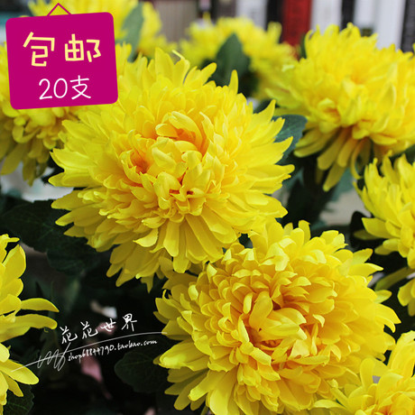 假菊花