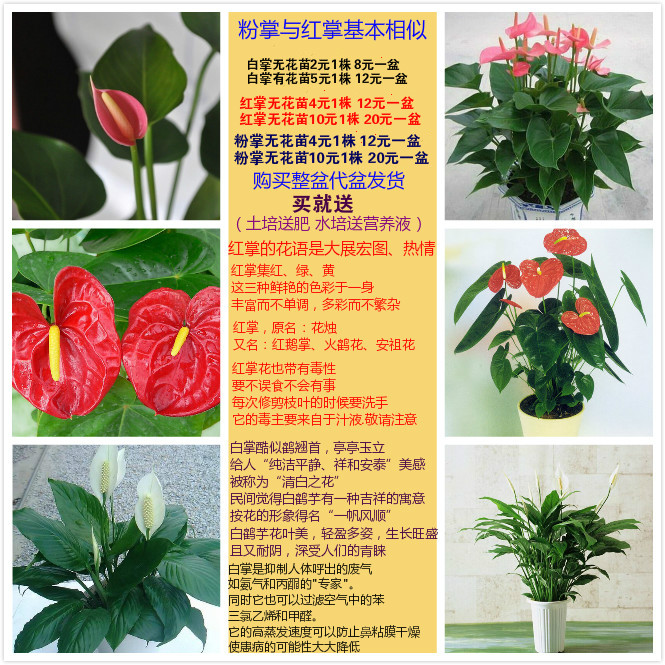 白掌 红掌 粉掌 绿巨人 银苞芋 白鹤芋 室内盆栽水培植物在类目 鲜花速递/花卉仿真/绿植园艺, 花卉/绿植盆栽(新), 绿植中 - 来自Buy2taobao.com提供专业的淘宝代购服务