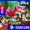 上下架计划:【滇稀物语_康乃馨茶】云南特级康乃馨 花茶 纯天然 排毒养颜