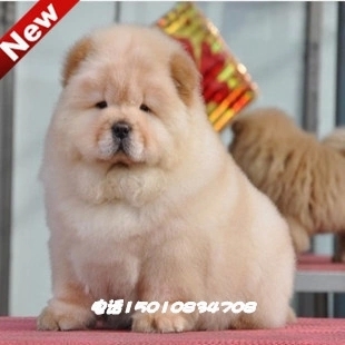 纯种松狮幼犬宠物狗狗出售 小体美系松狮犬品相好包健康 可送货在类目 宠物/宠物食品及用品, 狗狗中 - 来自Buy2taobao.com提供专业的淘宝代购服务
