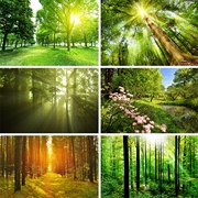 风景画茂盛树林森林海报自然风景大挂画装饰阳光树木贴墙画