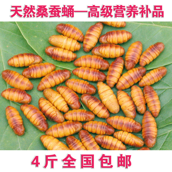 new goods Farm Silkworm Freezing fresh Silkworm chrysalis Super Silkworm chrysalis Watkins Cicada pupa 500 gram 4 poundsin the Agri rice/Dried foods/Condiment , Dried foods/Meat Dry , Dry/Native , Other category - from Buy2taobao.com to provide professional Taobao agent buy service