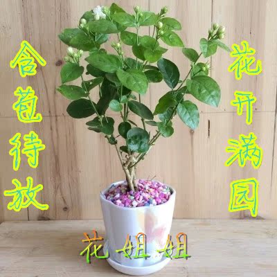 虎头茉莉花盆栽 重瓣茉莉 室内盆栽白色茉莉花苗 进化空气浓香型