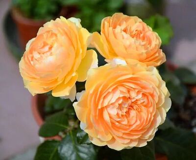 木星王阳台/杏色露台 母亲节特价小中苗（修剪后发货不带花苞）