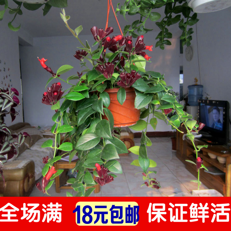 口红吊兰*家庭居室垂吊观花植物中之佳品 颇受到人们的喜爱|ruв категории доставка цветов/цветок моделирования/растения садоводства, цветок/растения в горшках (новый), растения - от Buy2taobao.com для оказания профессиональной услуги покупки агента Taobao