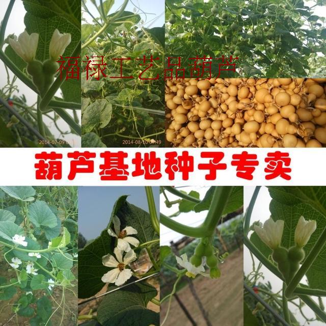 包邮文玩把玩葫芦种子正宗美国手捻葫芦特小种子铁包金种子|msdalam kategori Ciri-ciri kraftangan, kesenian rakyat dan kraf Ciri-ciri, labu - dari Buy2taobao.com untuk memberikan perkhidmatan ejen Taobao profesional membeli