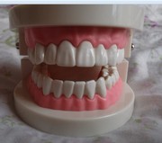 牙科牙模型儿童，教学牙模型齿科牙模型，标准牙模型