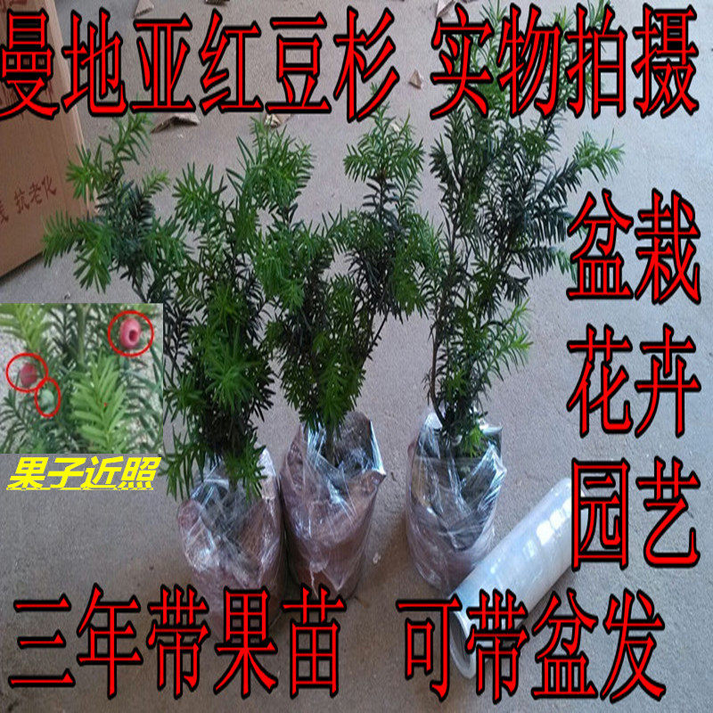 秒杀红豆衫树苗/大/小/盆景/【曼地亚红豆杉】四年苗以上带果发货