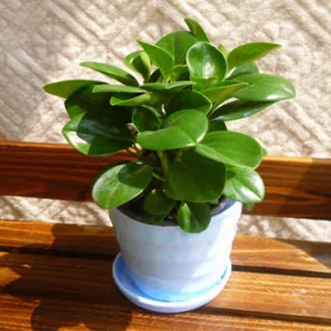 [天天特价】 防辐射 电脑宝贝 桌面绿植盆栽 喜阴植物
