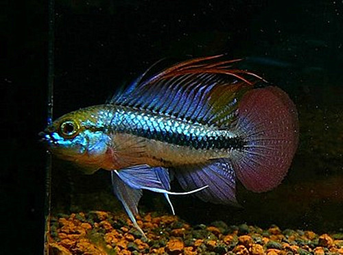 小型热带观赏鱼小丸子金波子鱼短鲷鱼凤凰可爱