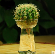 风信子水培火炬花边水塔，透明玻璃器皿绿萝仙人球花瓶桌面花盆