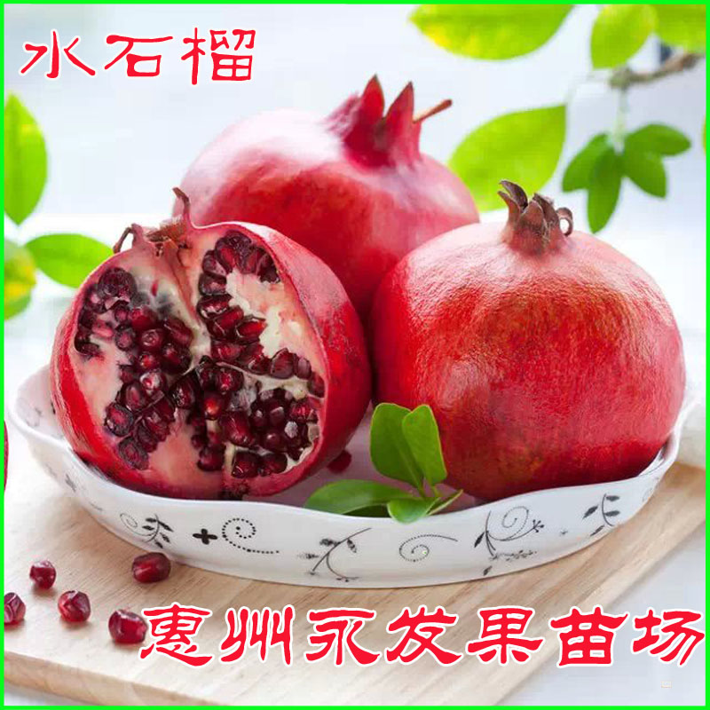 水石榴果苗正宗石榴果树苗盆栽地栽南方品种惠州永发果苗场|ruв категории доставка цветов/цветок моделирования/растения садоводства, садовое растение/даосское дерево/фруктовых деревьев, фруктовых деревьев - от Buy2taobao.com для оказания профессиональной услуги покупки агента Taobao