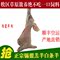 上下架计划:内蒙古全羊肉整羊新鲜锡林郭勒白条羊整只羊生鲜绵羊肉羊羔肉批发