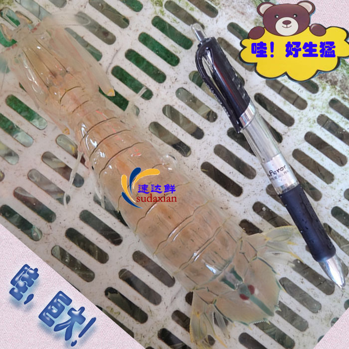 North Sea Fresh wild super Pipi shrimp Mantis shrimp Squillid mantis shrimps Pipa shrimp Shrimp crawling childin the Aquatic meat/Fresh fruits and vegetables/Cooked , Seafood/Aquatic/Product , Shrimp , Huoxia category - from Buy2taobao.com to provide professional Taobao agent buy service
