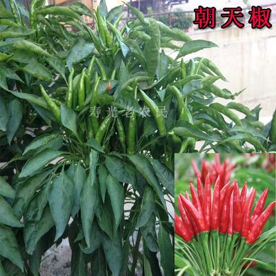 蔬菜种子辣椒种子 红色朝天椒种子 阳台种菜盆栽 大田种植朝天椒