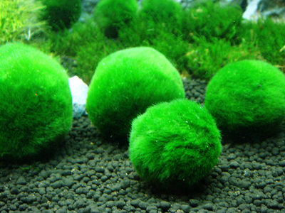 绿藻球 绿球藻 海藻球 爱情藻球 marimo 水晶虾 水草