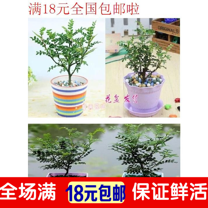 自然发出清香的 清香木盆栽四季长青 会自然发出清香的 防辐射|ruв категории доставка цветов/цветок моделирования/растения садоводства, цветок/растения в горшках (новый), цветок - от Buy2taobao.com для оказания профессиональной услуги покупки агента Taobao