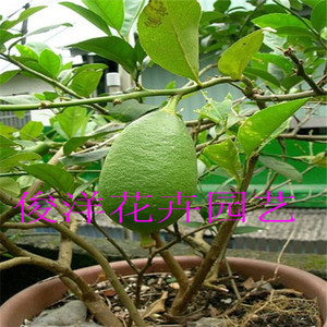柠檬树苗台湾香水柠檬树盆栽植物插扦小苗带叶